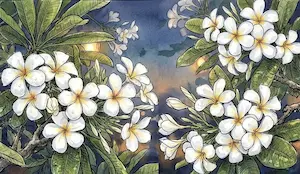 Những chùm hoa sứ trắng tinh khôi bung nở rực rỡ bên ban công lộng gió.